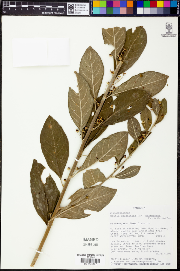 Clutia abyssinica var. usambarica image