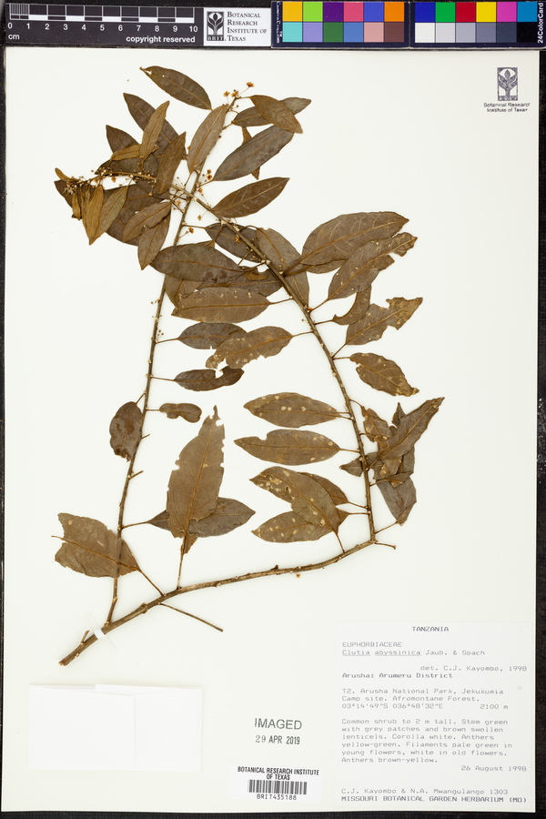 Clutia abyssinica image