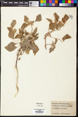 Chrozophora tinctoria image