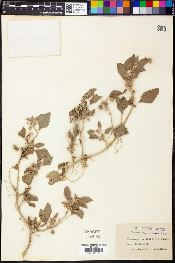 Chrozophora tinctoria image