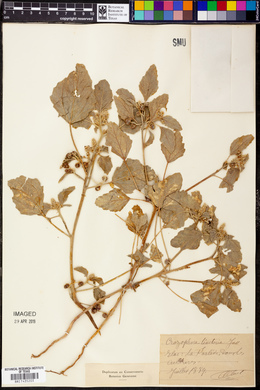 Crozophora tinctoria image
