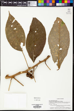 Claoxylon indicum image