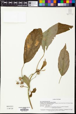 Claoxylon indicum image