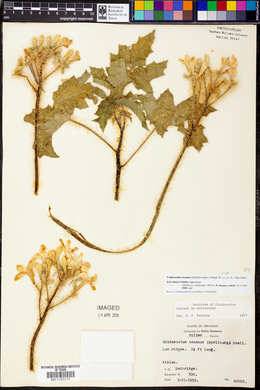 Cnidoscolus texanus image