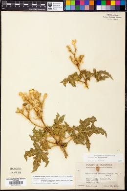 Cnidoscolus texanus image