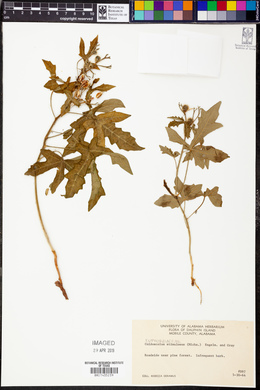 Cnidoscolus urens image