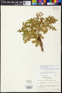 Cnidoscolus urens image