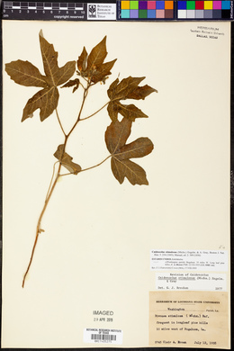 Cnidoscolus urens image