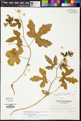 Cnidoscolus urens image