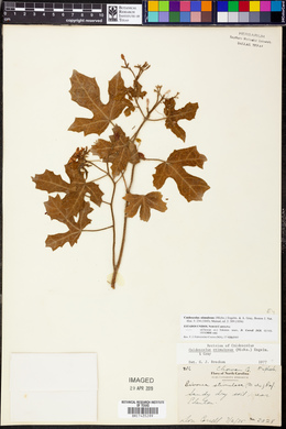 Cnidoscolus urens image