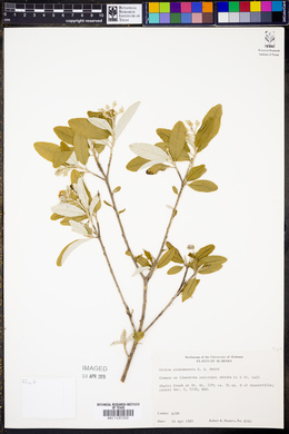 Croton alabamensis image