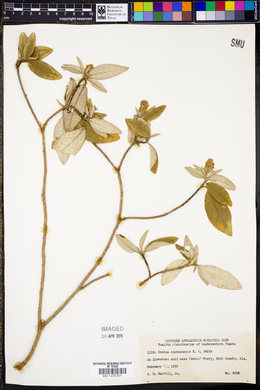 Croton alabamensis image