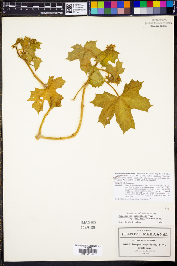 Cnidoscolus angustidens subsp. dentatus image