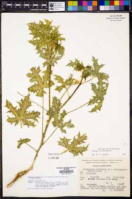 Cnidoscolus herbaceus image