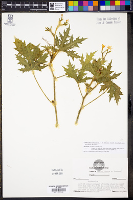 Cnidoscolus herbaceus image