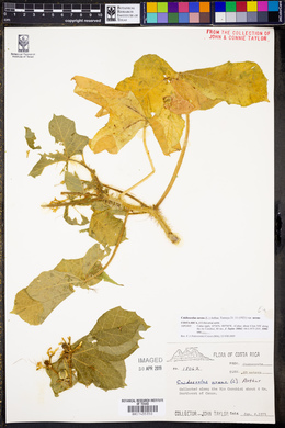 Cnidoscolus urens image