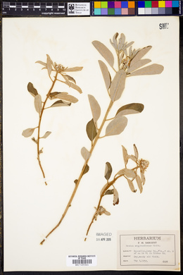 Croton argyranthemus image