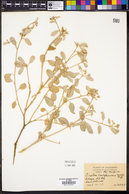 Croton californicus image