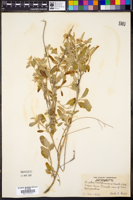 Croton californicus image