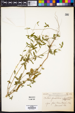 Croton glandulosus var. angustifolius image