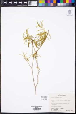 Croton linearis image