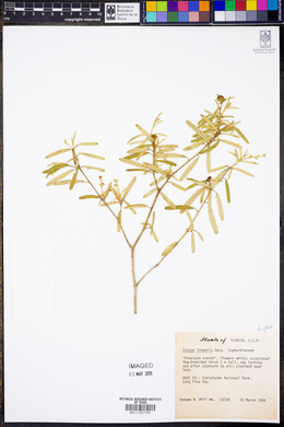 Croton linearis image