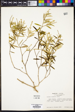 Croton linearis image