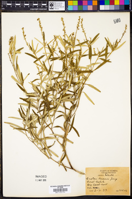 Croton linearis image