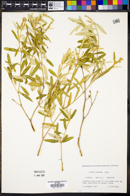 Croton linearis image