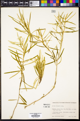 Croton linearis image