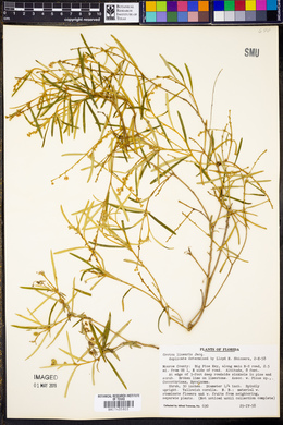 Croton linearis image