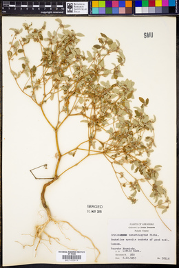 Croton monanthogynus image