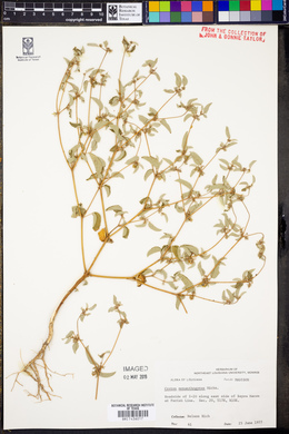 Croton monanthogynus image