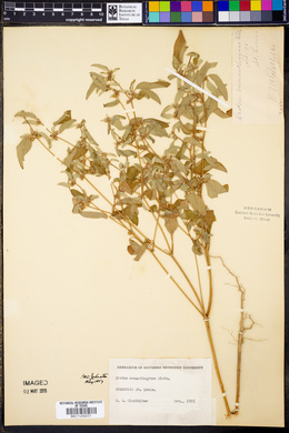 Croton monanthogynus image