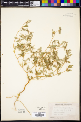 Croton monanthogynus image