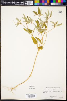 Croton monanthogynus image