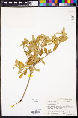 Croton punctatus image