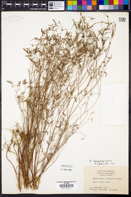 Croton michauxii var. ellipticus image