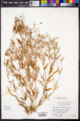 Croton michauxii var. ellipticus image