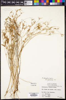 Croton michauxii image