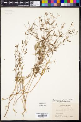 Croton michauxii image