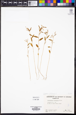 Croton michauxii image