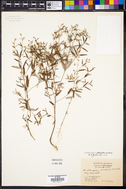 Croton michauxii var. ellipticus image