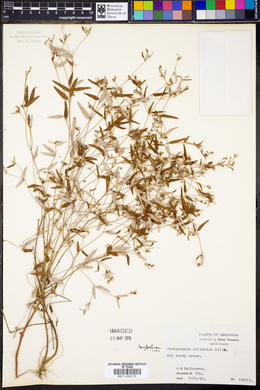 Croton michauxii var. ellipticus image