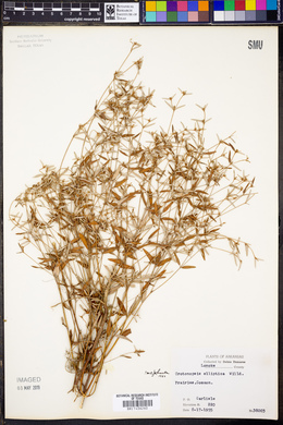 Croton michauxii image