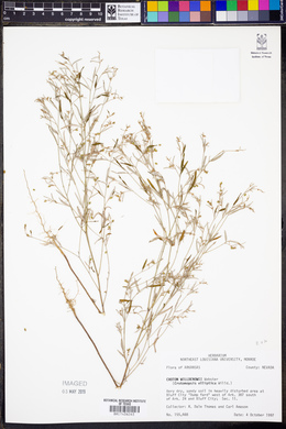 Croton michauxii image