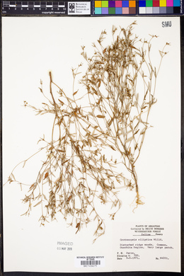Croton michauxii image