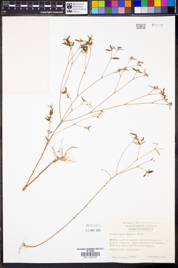 Croton michauxii var. ellipticus image