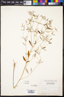 Croton michauxii image