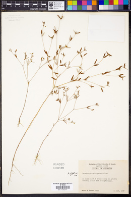 Croton michauxii var. ellipticus image